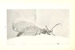 Image of antlion