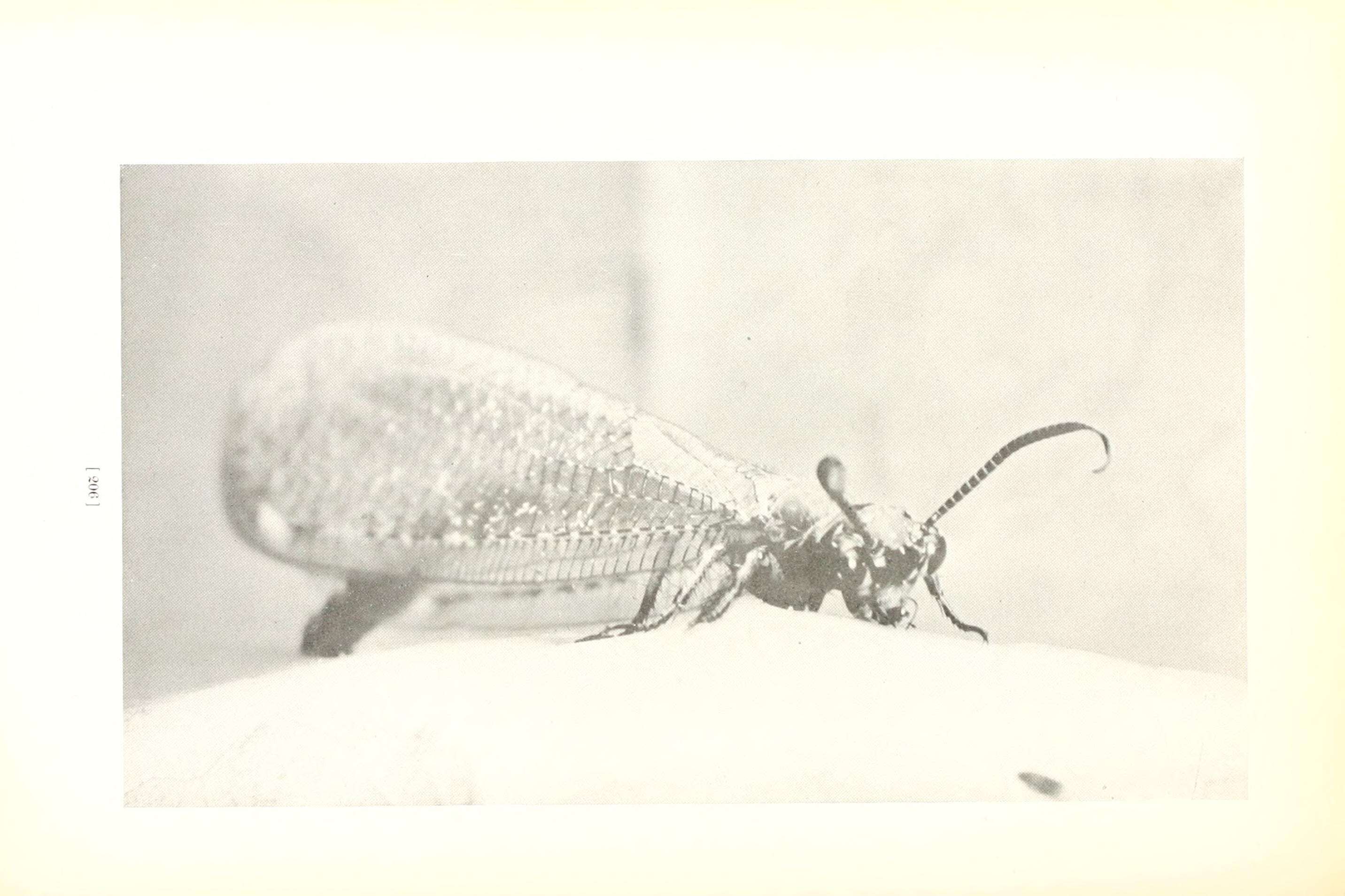 Image of antlion