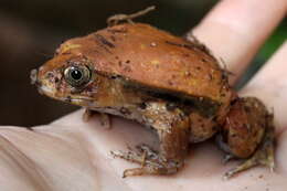 Image of Tomato Frogs