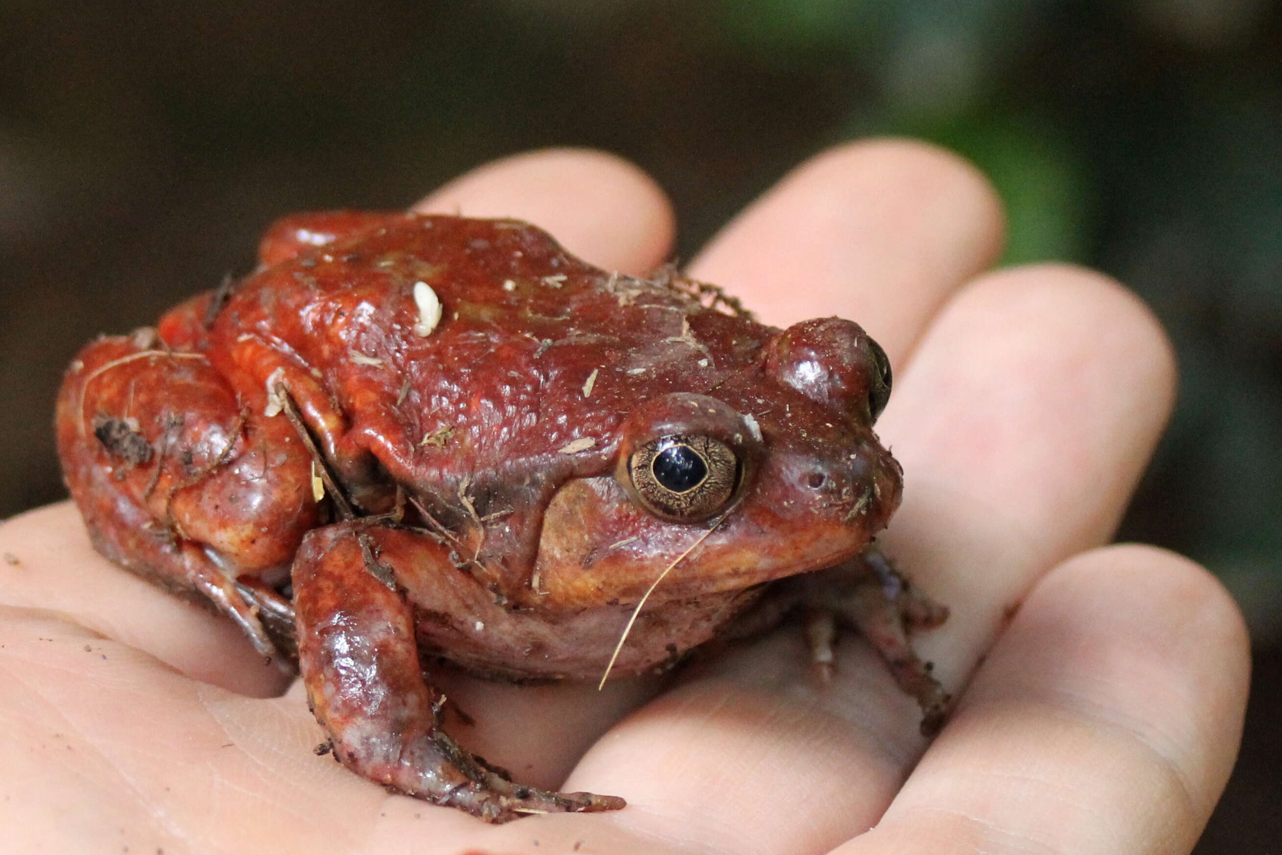 Image of Tomato Frogs