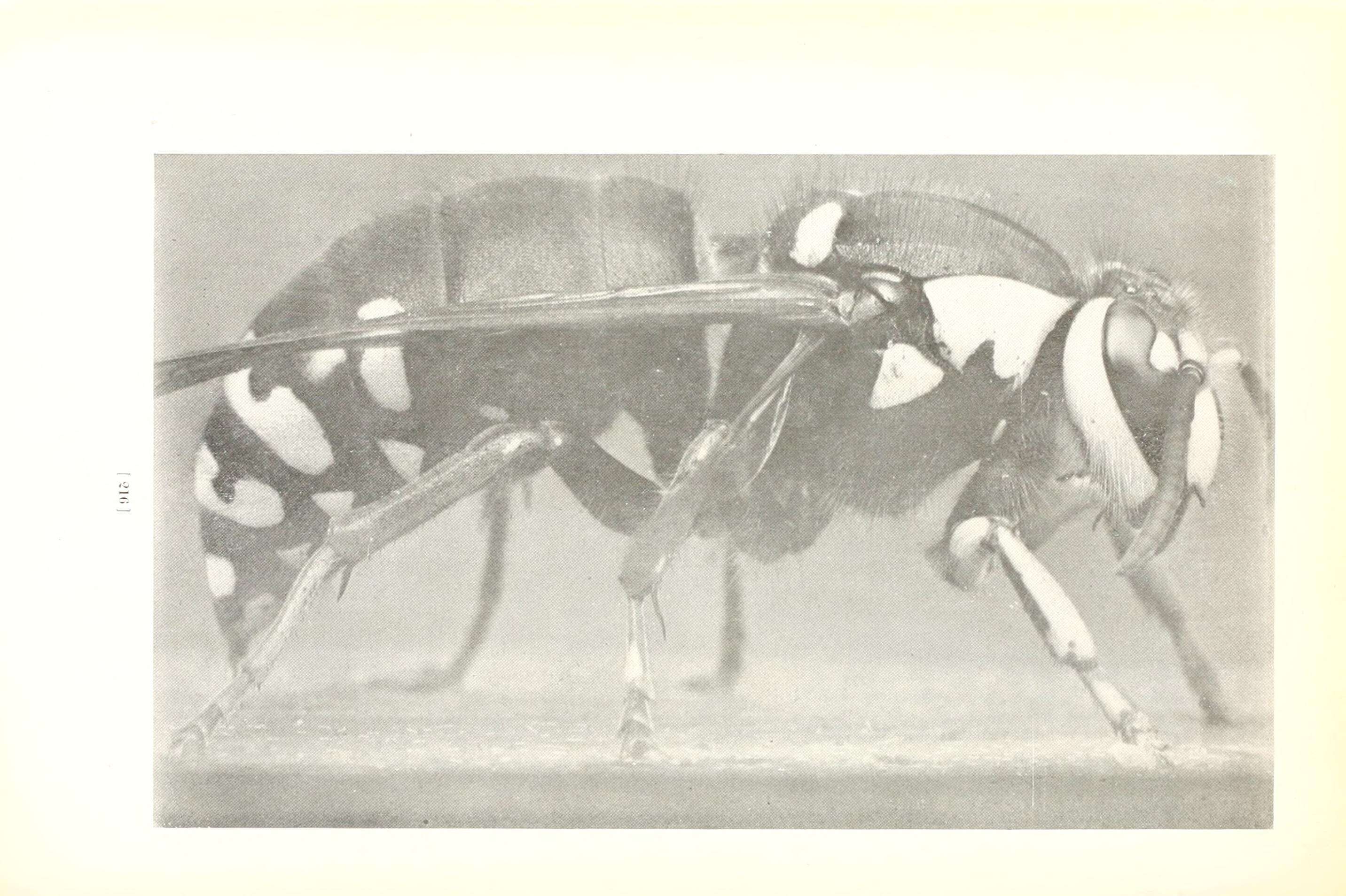 Image of Bald-faced Hornet