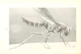 Imagem de Polistes metricus Say 1831