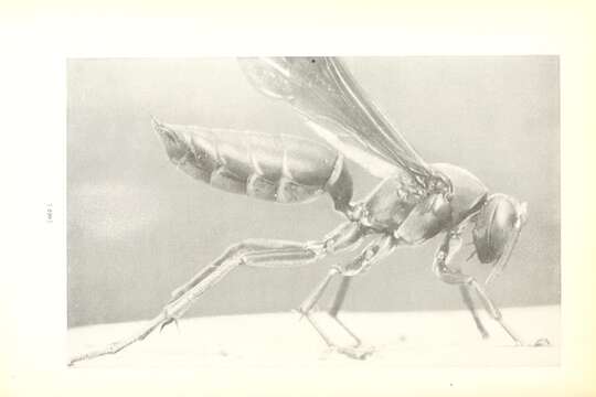 Imagem de Polistes metricus Say 1831