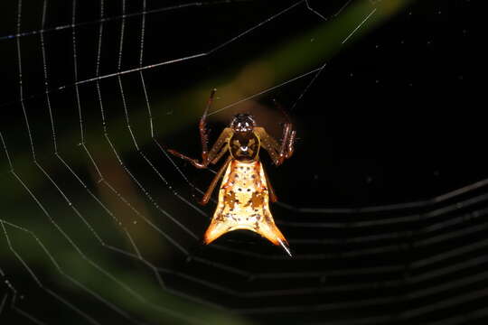 Image of Micrathena sanctispiritus Brignoli 1983