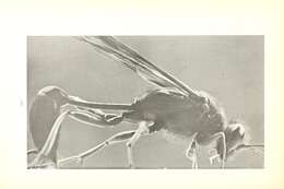 Image of mud daubers