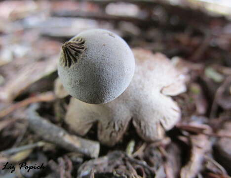 Image of Geastrum schmidelii Vittad. 1842