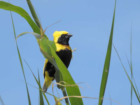 Image of Yellow-crowned Bishop