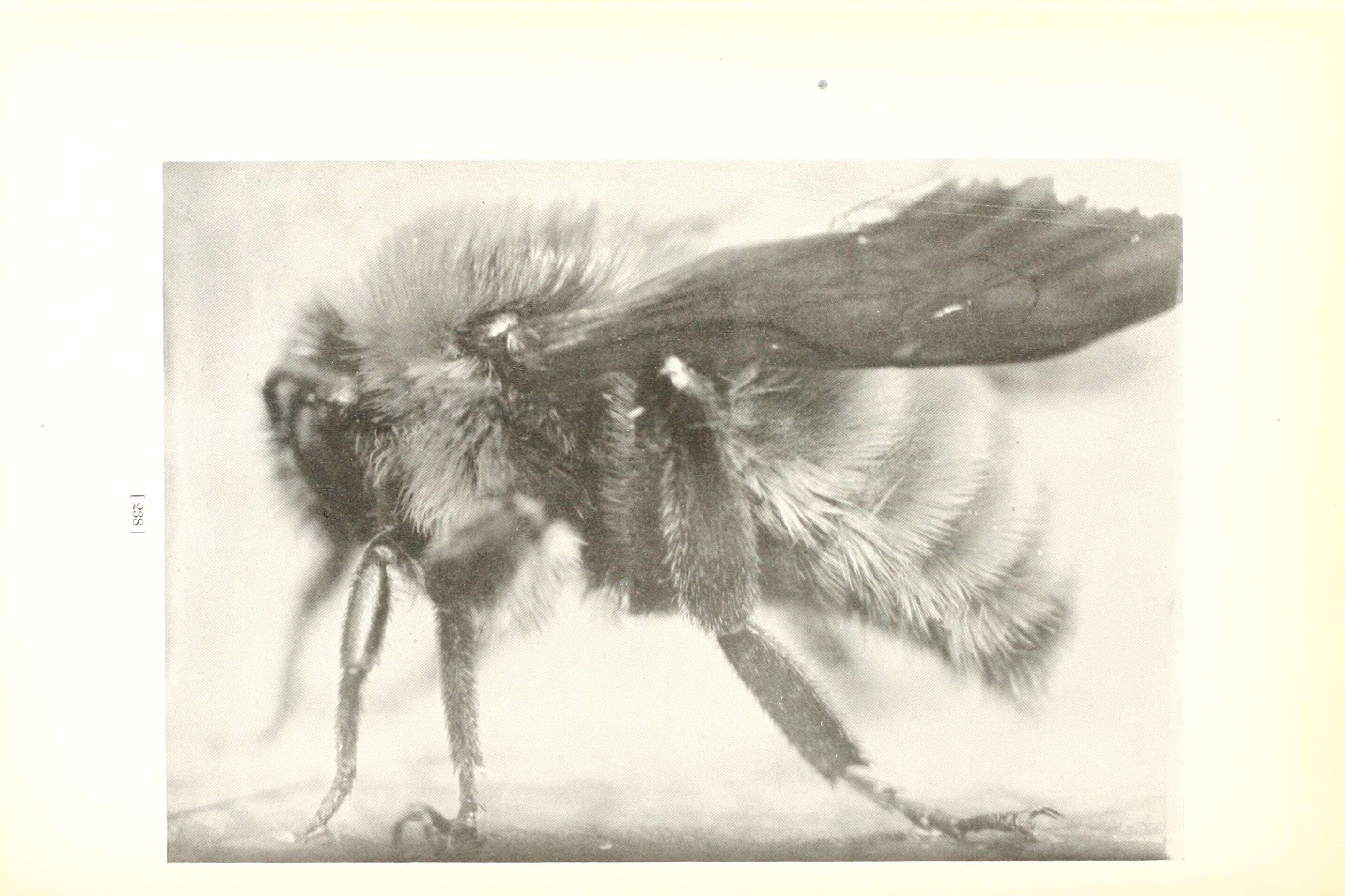 Sivun Bombus pensylvanicus (De Geer 1773) kuva