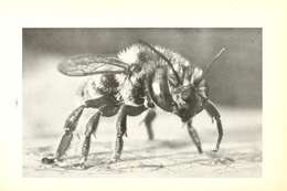 Megachile brevis Say 1837 resmi