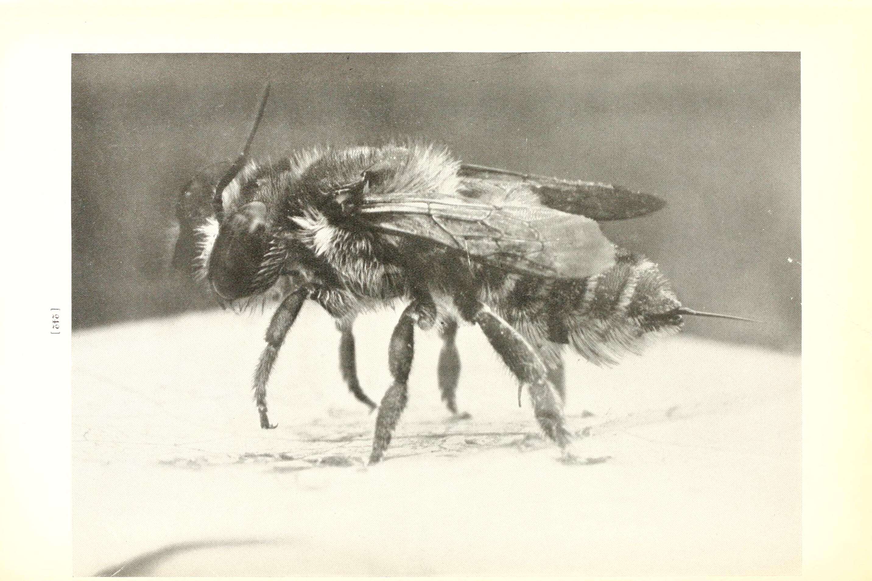 Megachile brevis Say 1837 resmi