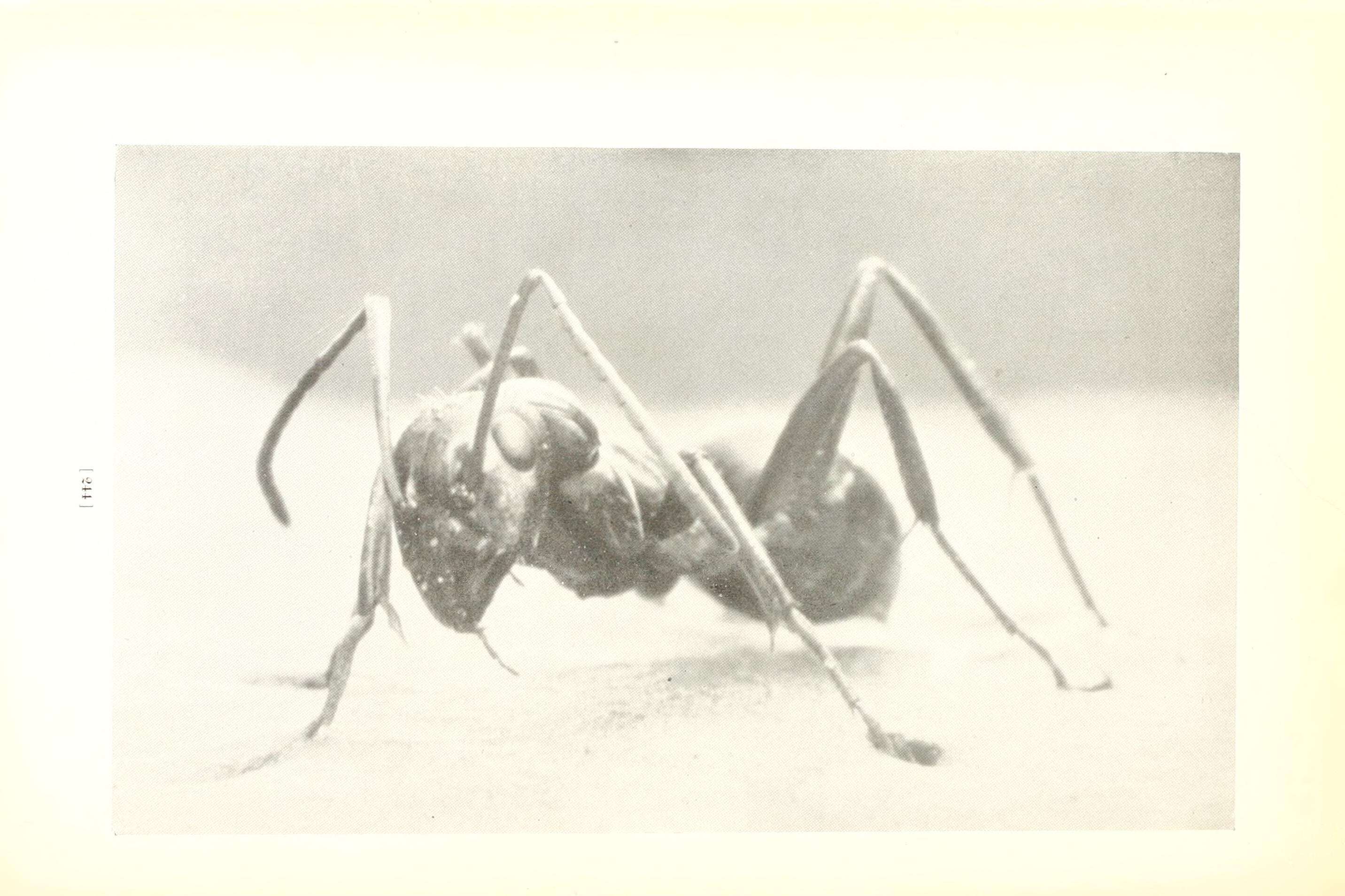 Image of wood ant