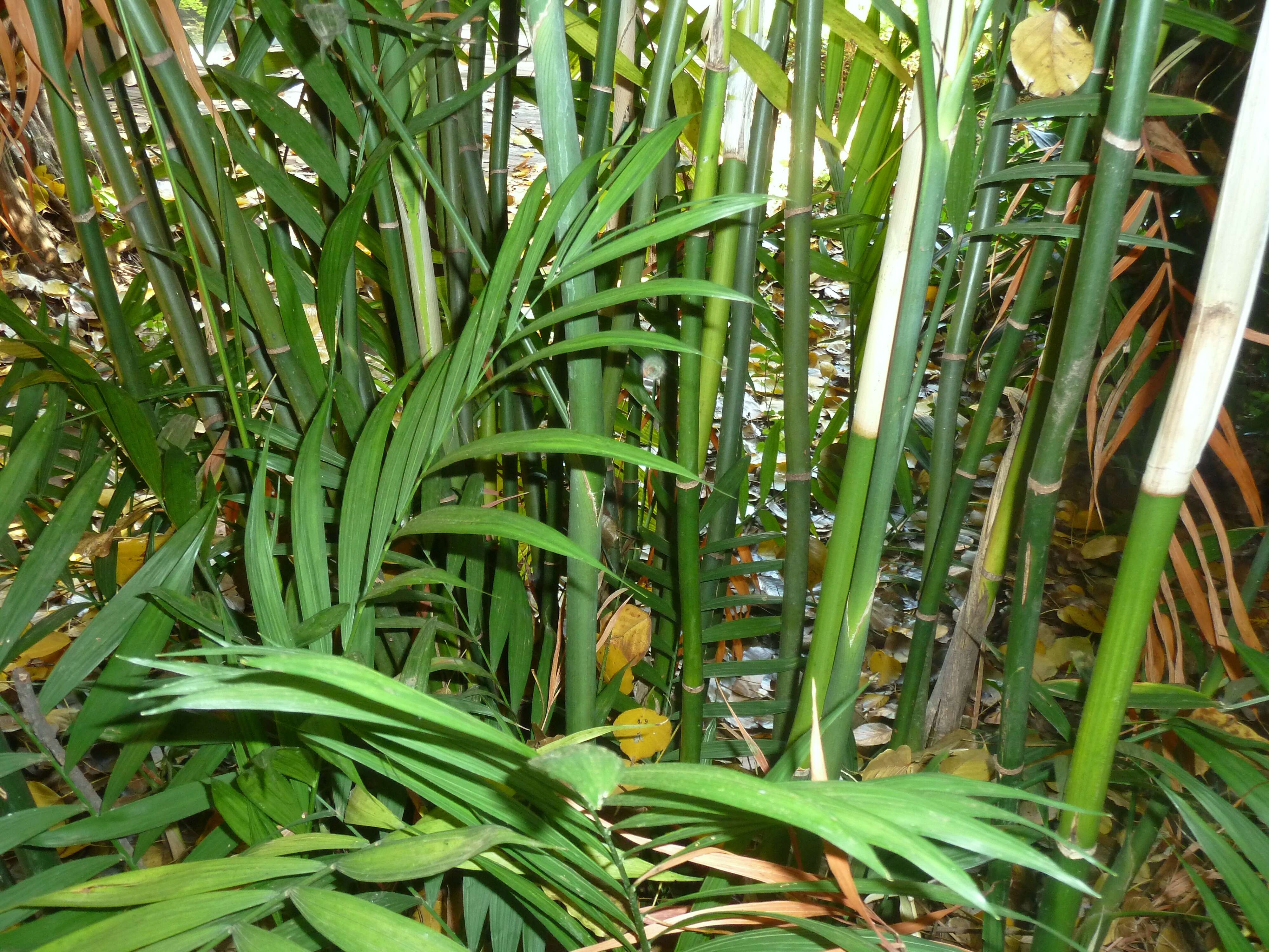 Image of parlor palm