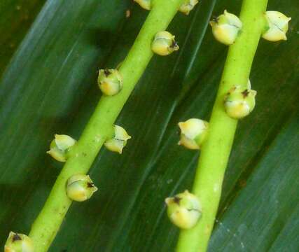 Image of parlor palm