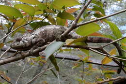 Image of Malagasy Giant Chameleon