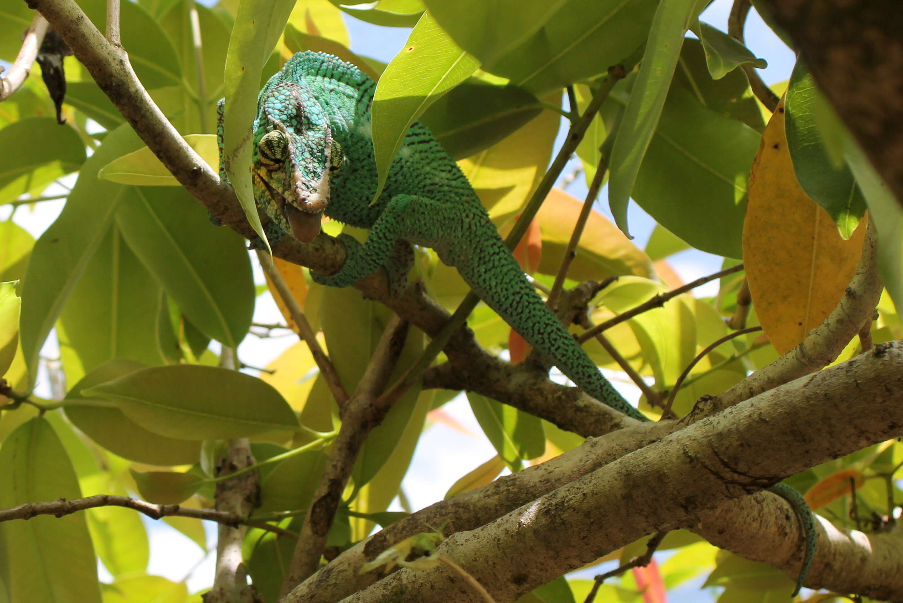 Image of Panther Chameleon