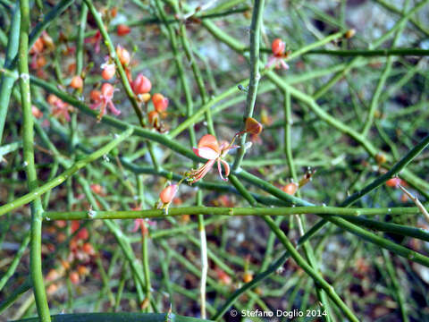 Image of Capparis decidua (Forsk.) Edgew.