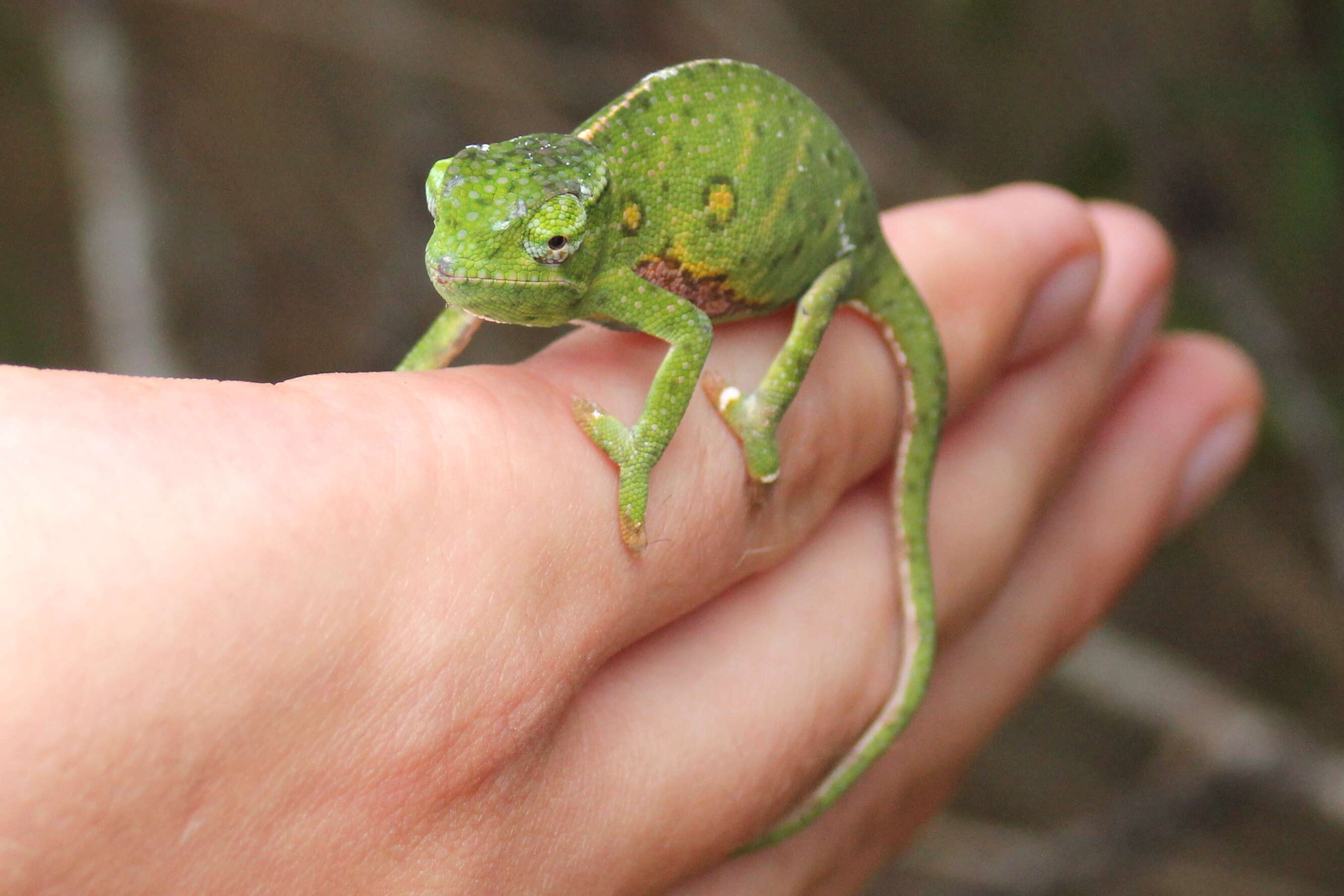 Image of Will's chameleon