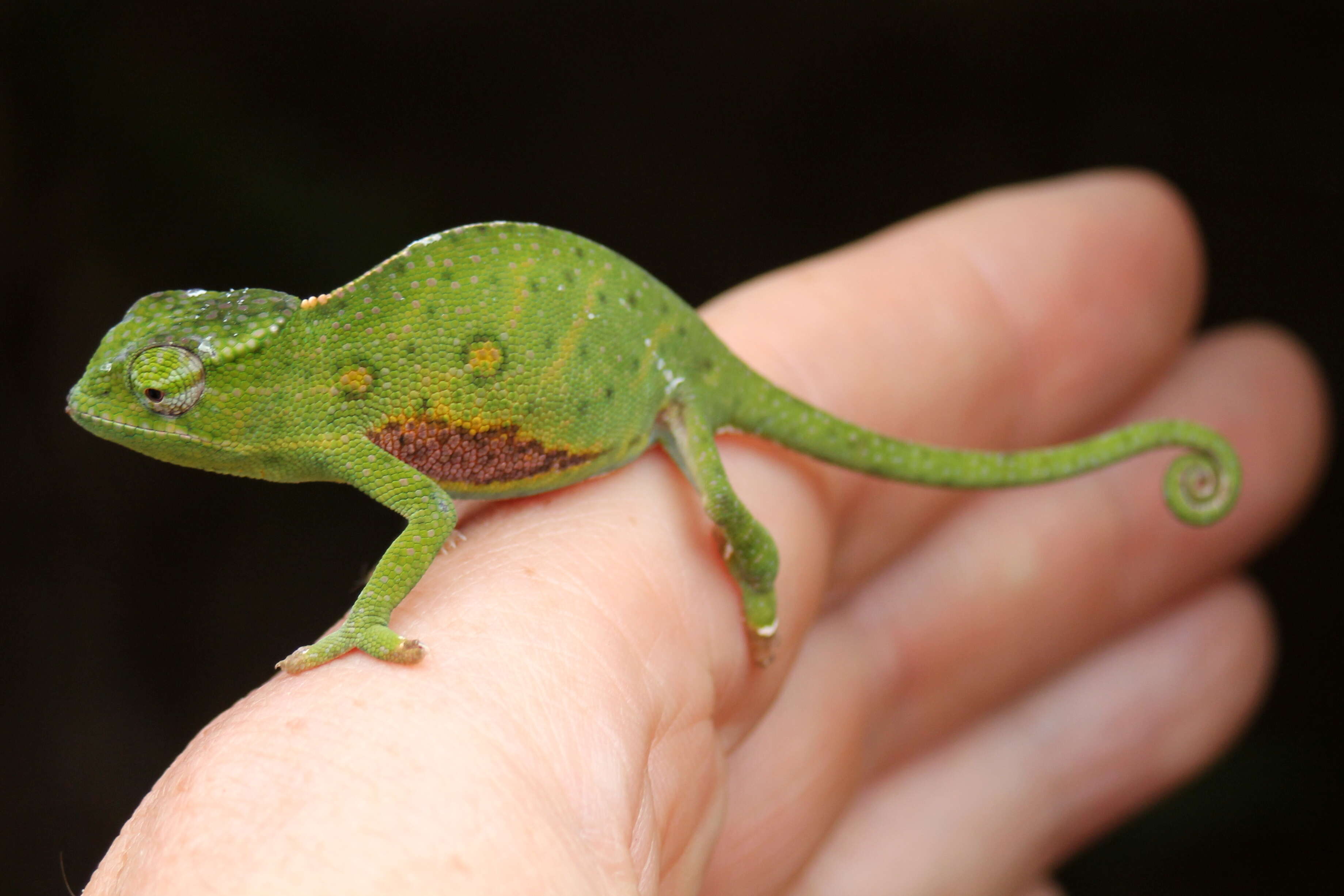 Image of Will's chameleon