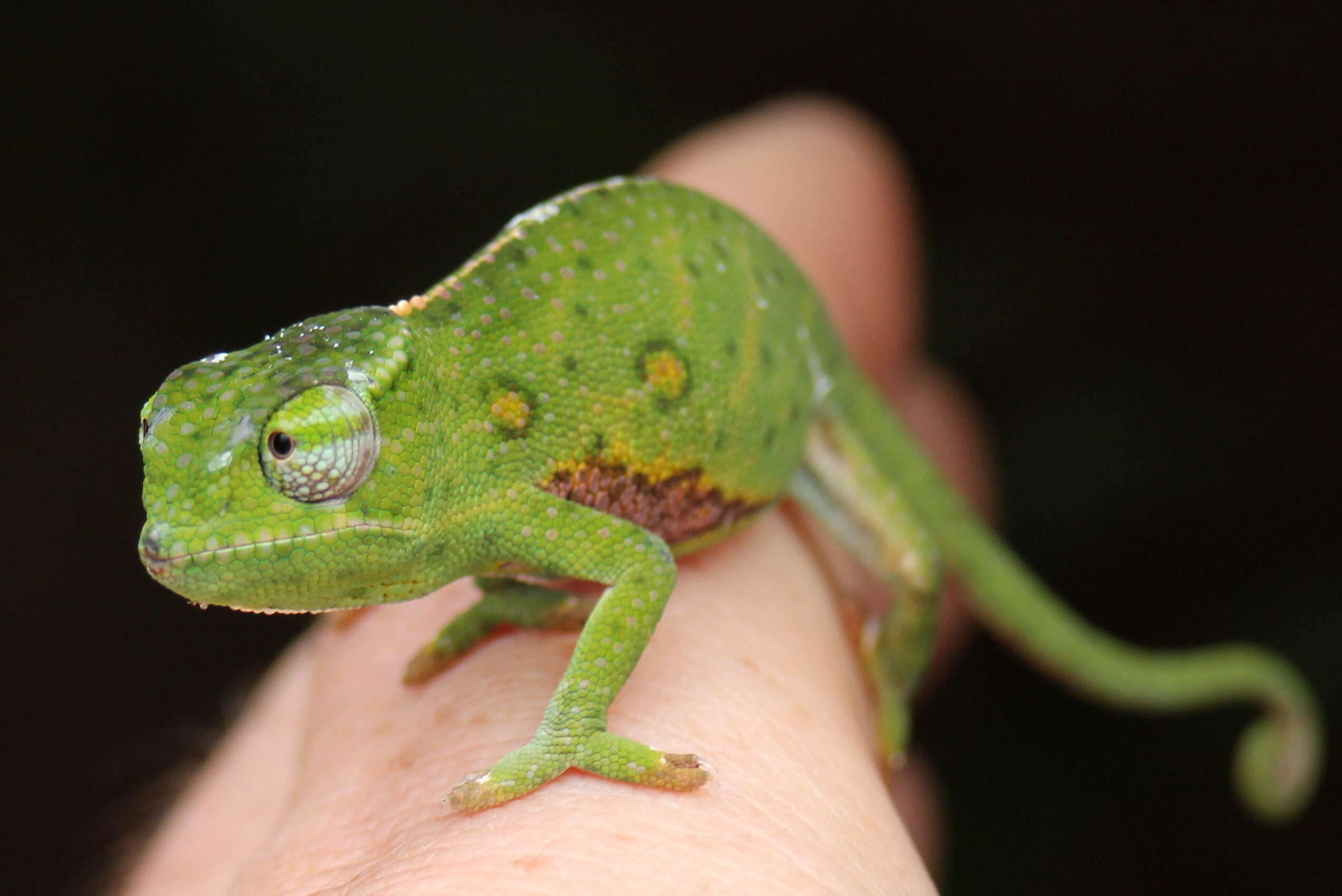 Image of Will's chameleon