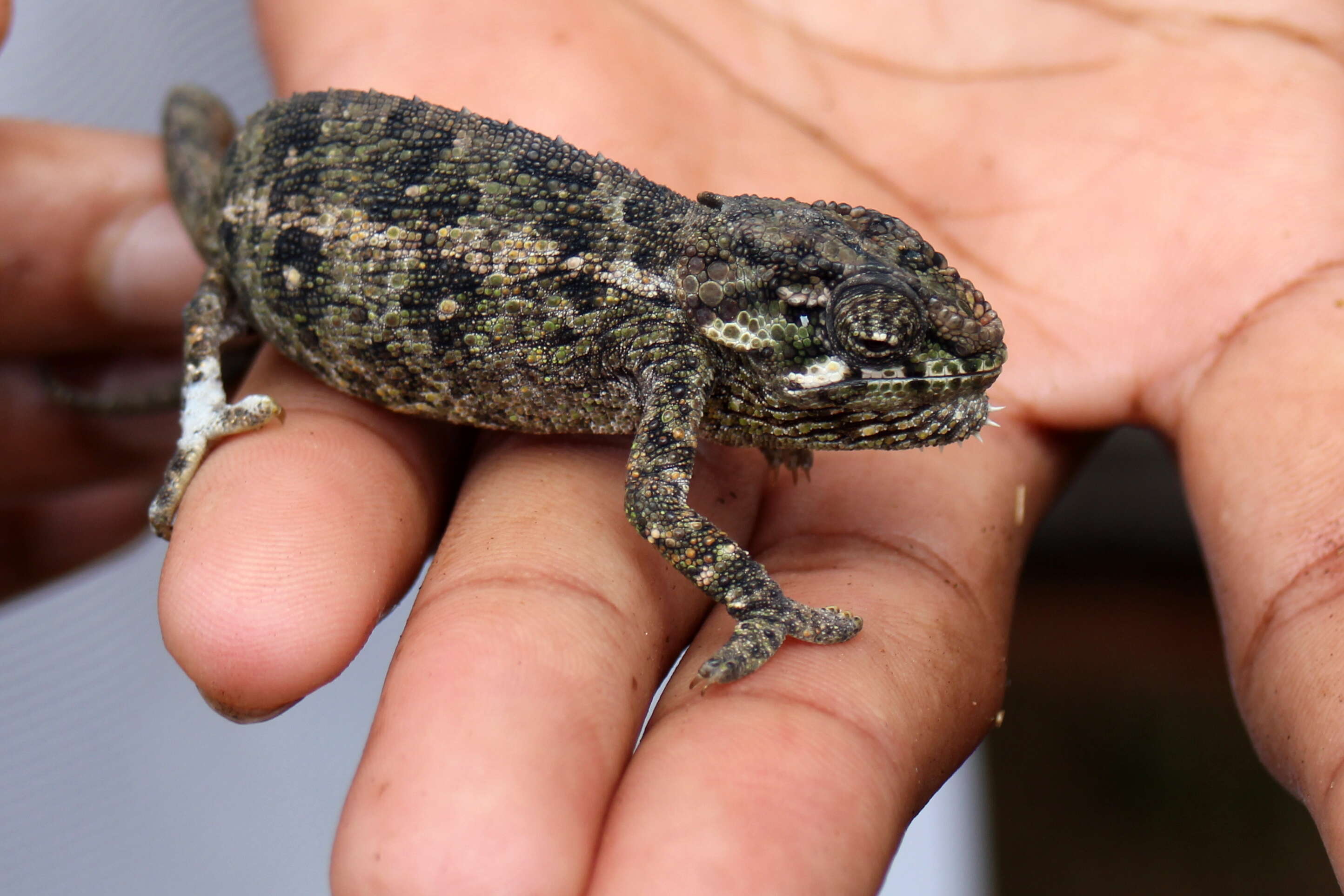 Image of Malagasy Giant Chameleon