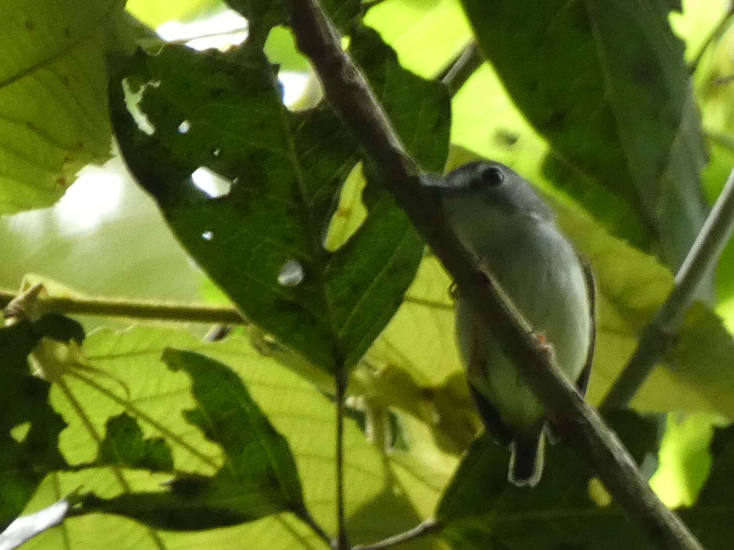 Image of Black-capped Pygmy Tyrant