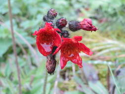 Imagem de Pilosella aurantiaca (L.) Sch. Bip., F. W. Schultz & Sch. Bip.