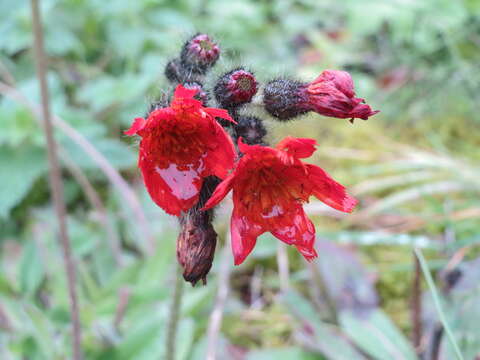 Imagem de Pilosella aurantiaca (L.) Sch. Bip., F. W. Schultz & Sch. Bip.