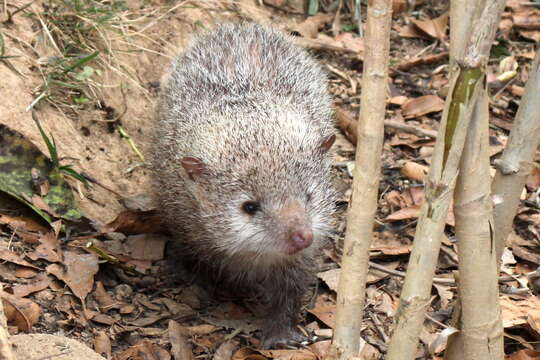 Image of Common Tenrec