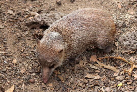 Image of Common Tenrec