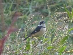 صورة Sporophila torqueola torqueola (Bonaparte 1850)