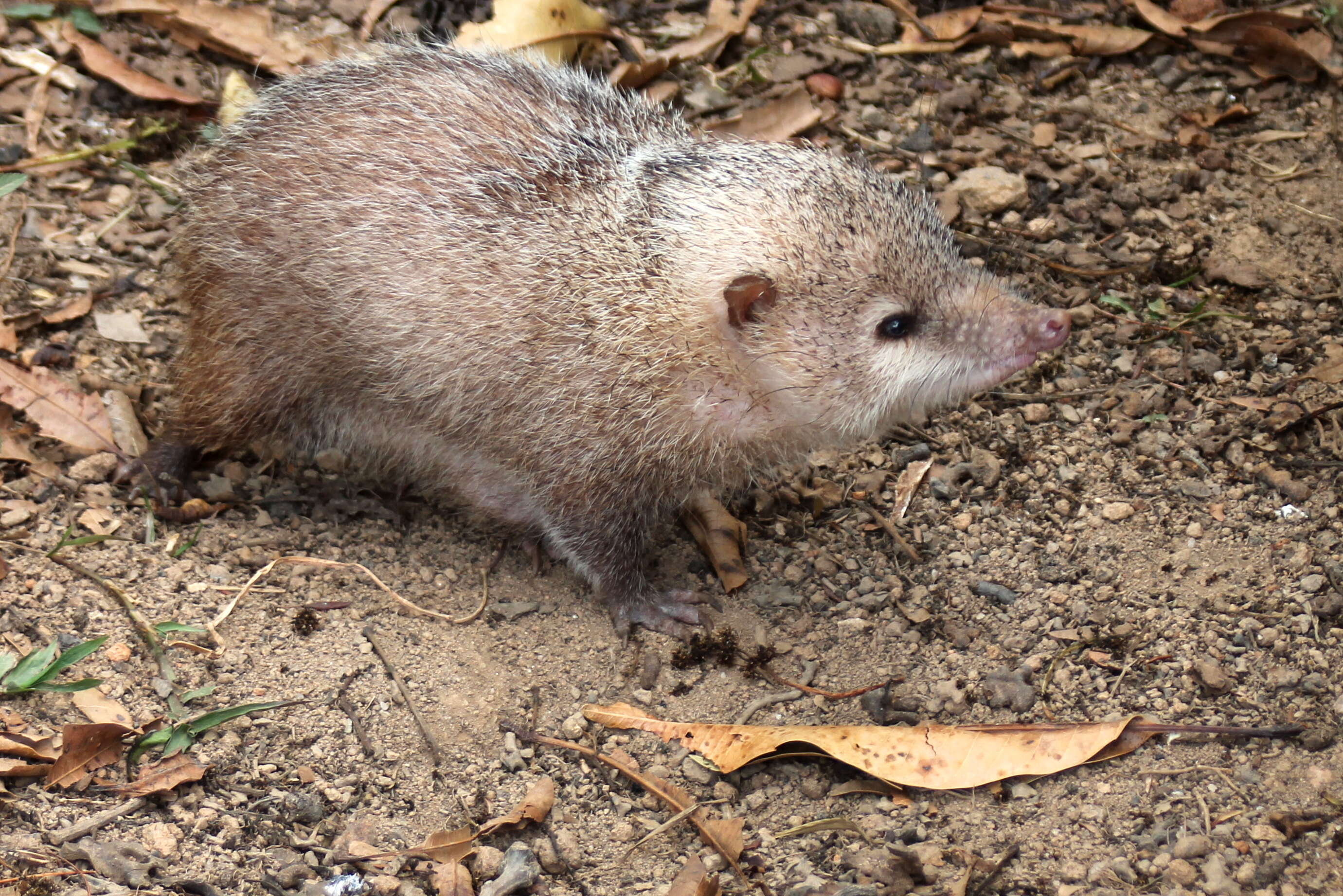 Image of Common Tenrec