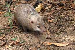 Image of Common Tenrec