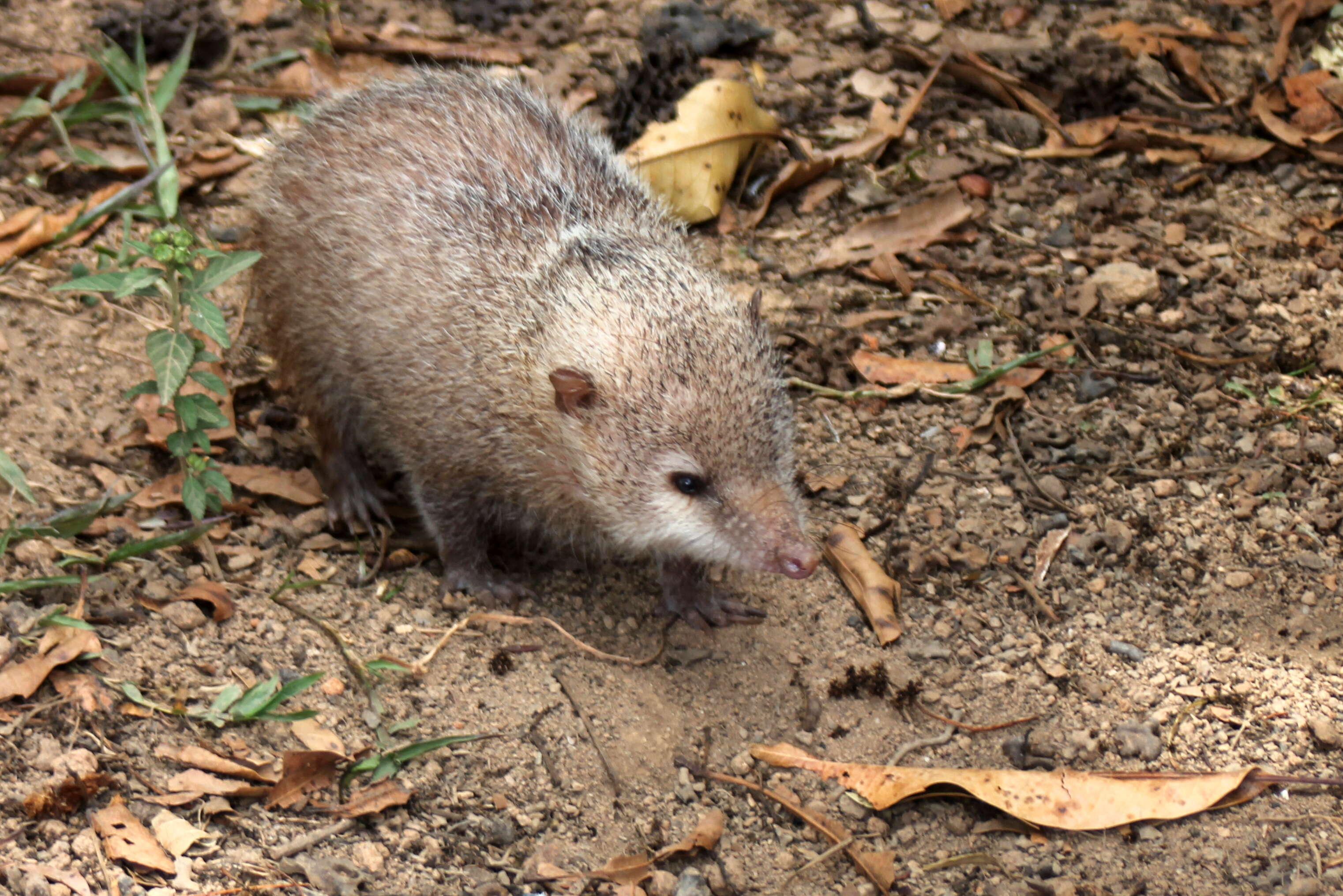 Image of Common Tenrec