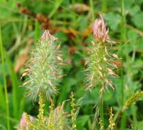 Image of Trifolium incarnatum subsp. molinerii (Hornem.) Syme