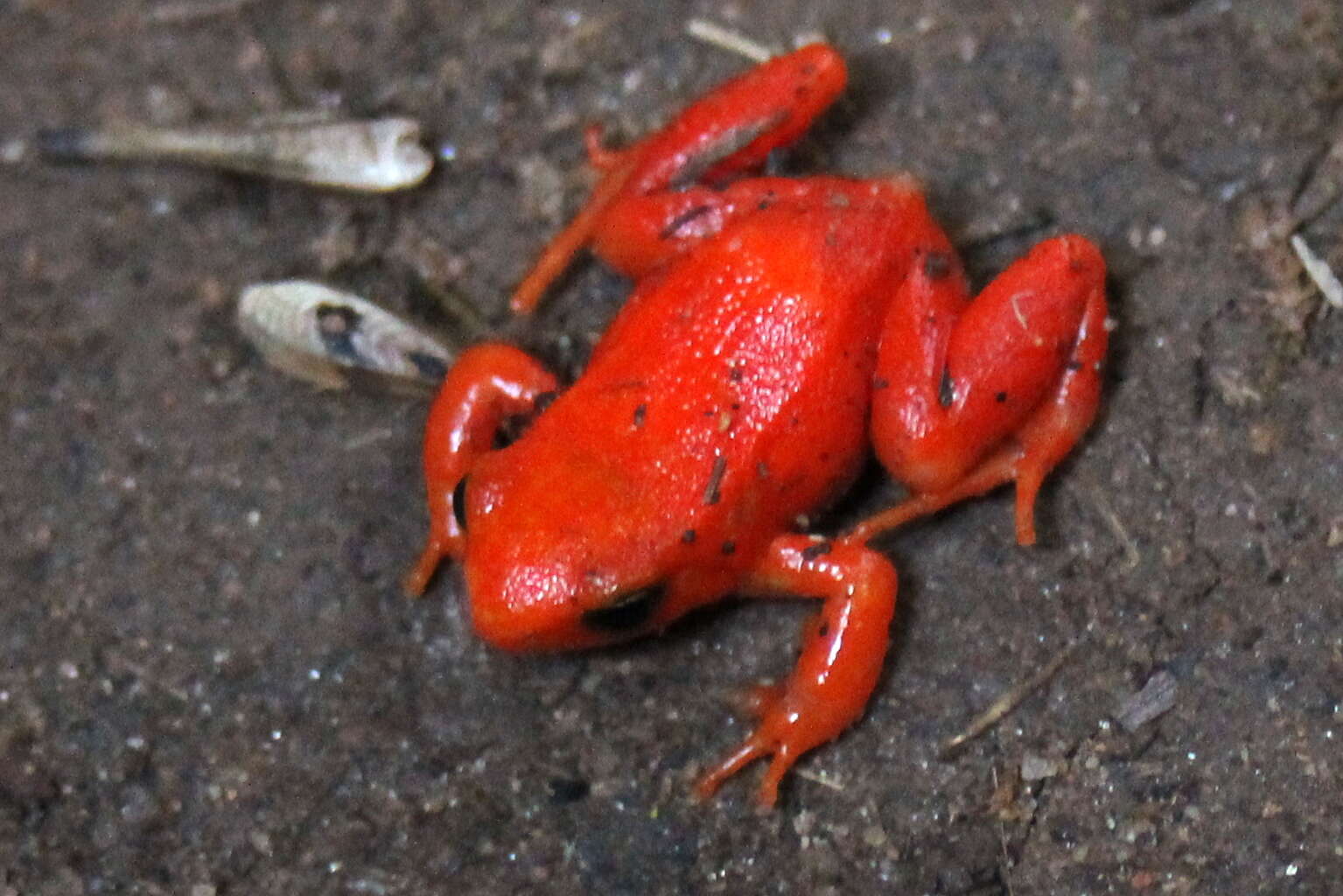 Image of Ginger Tree Frog