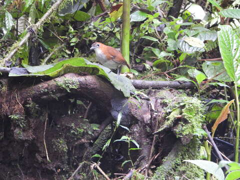 Image of White-bellied Antpitta