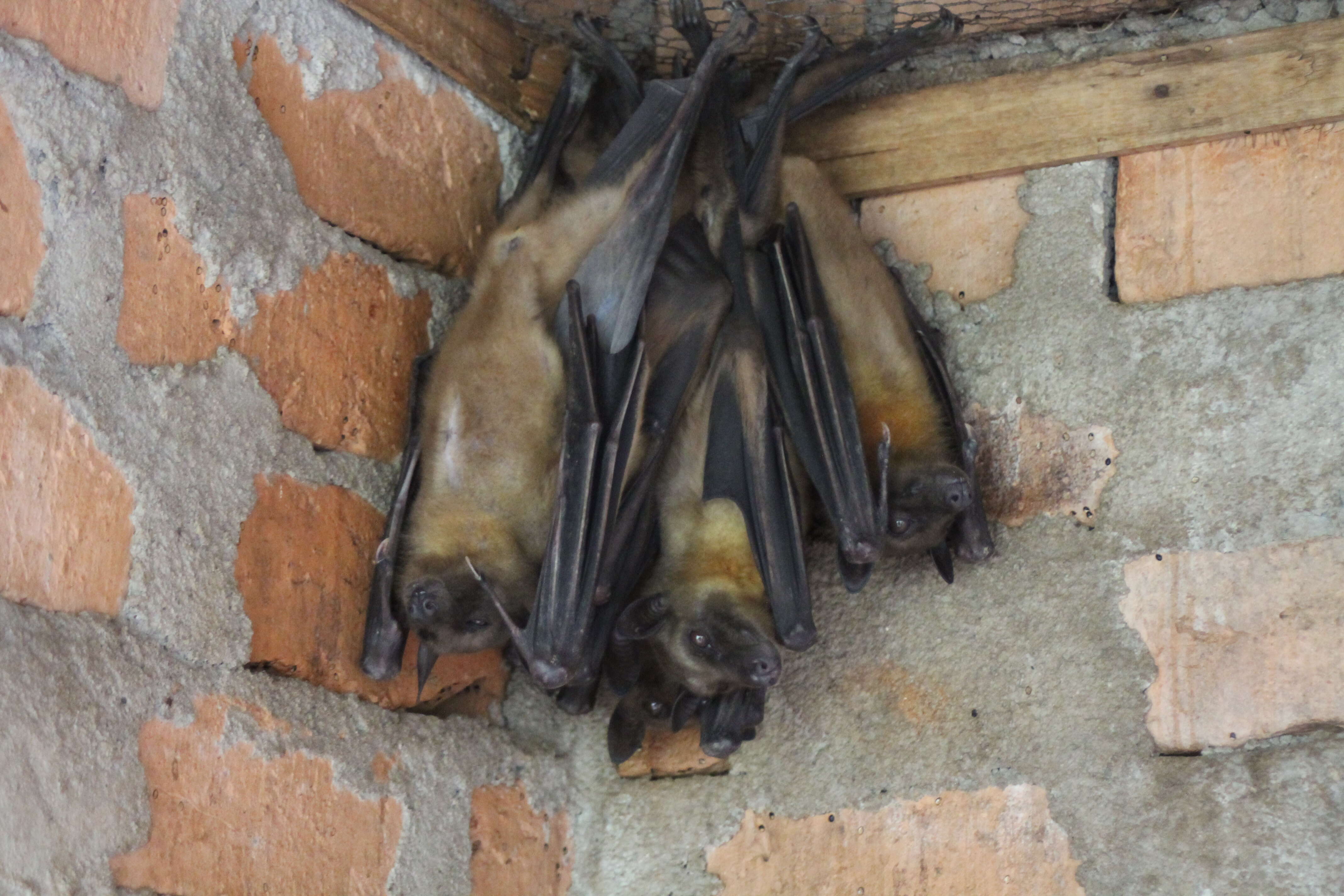 Image of Madagascan Fruit Bat