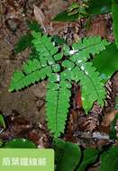 Adiantum flabellulatum L.的圖片