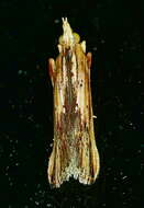 Ancylostomia resmi