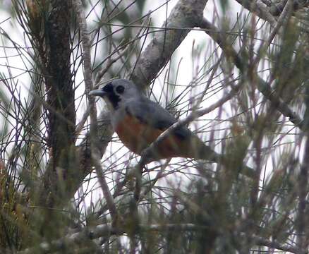 Image of Black-faced Monarch