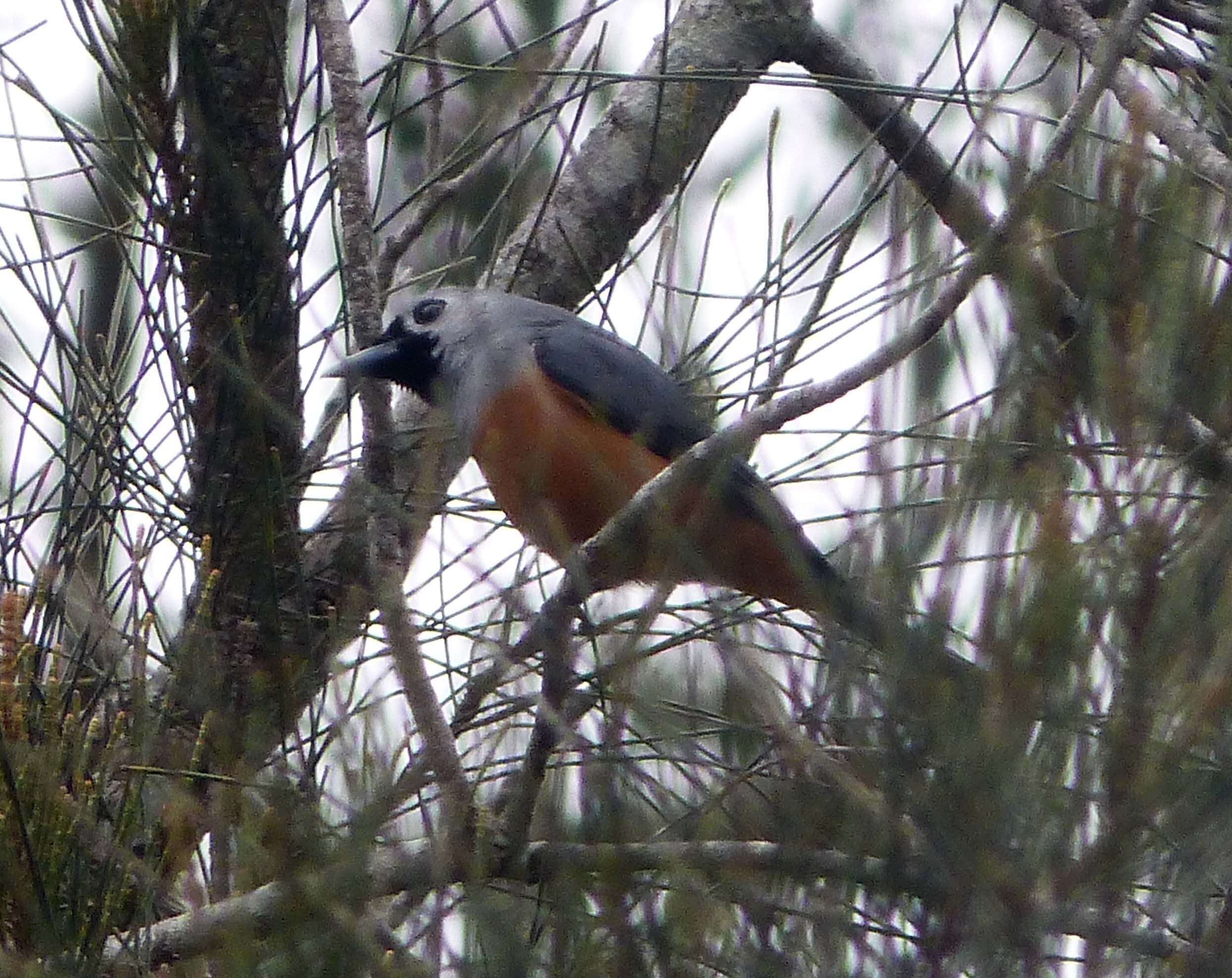 Image of Black-faced Monarch