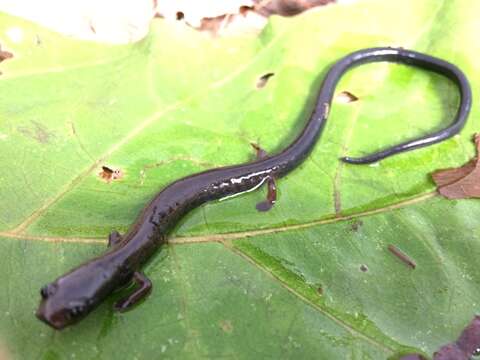 Image of Worm salamander