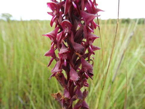 Image de Disa hircicornis Rchb. fil.