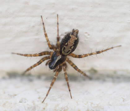 Слика од Textrix denticulata (Olivier 1789)