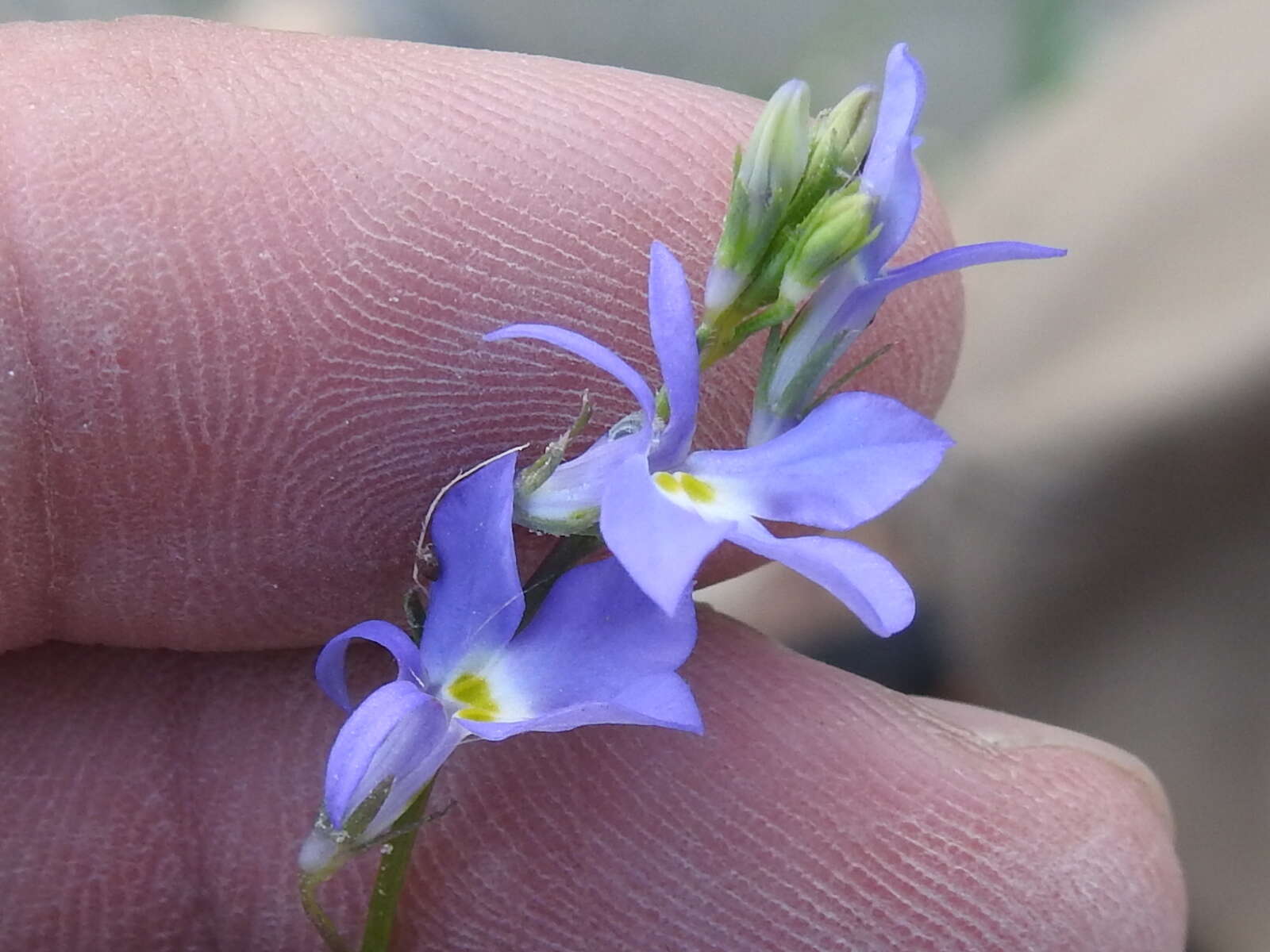 Image of Berlandier's Lobelia