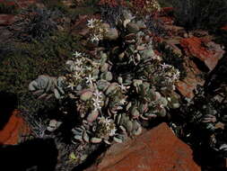 Image of Crassula arborescens subsp. arborescens