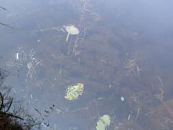 Image of Farwell's Water-Milfoil