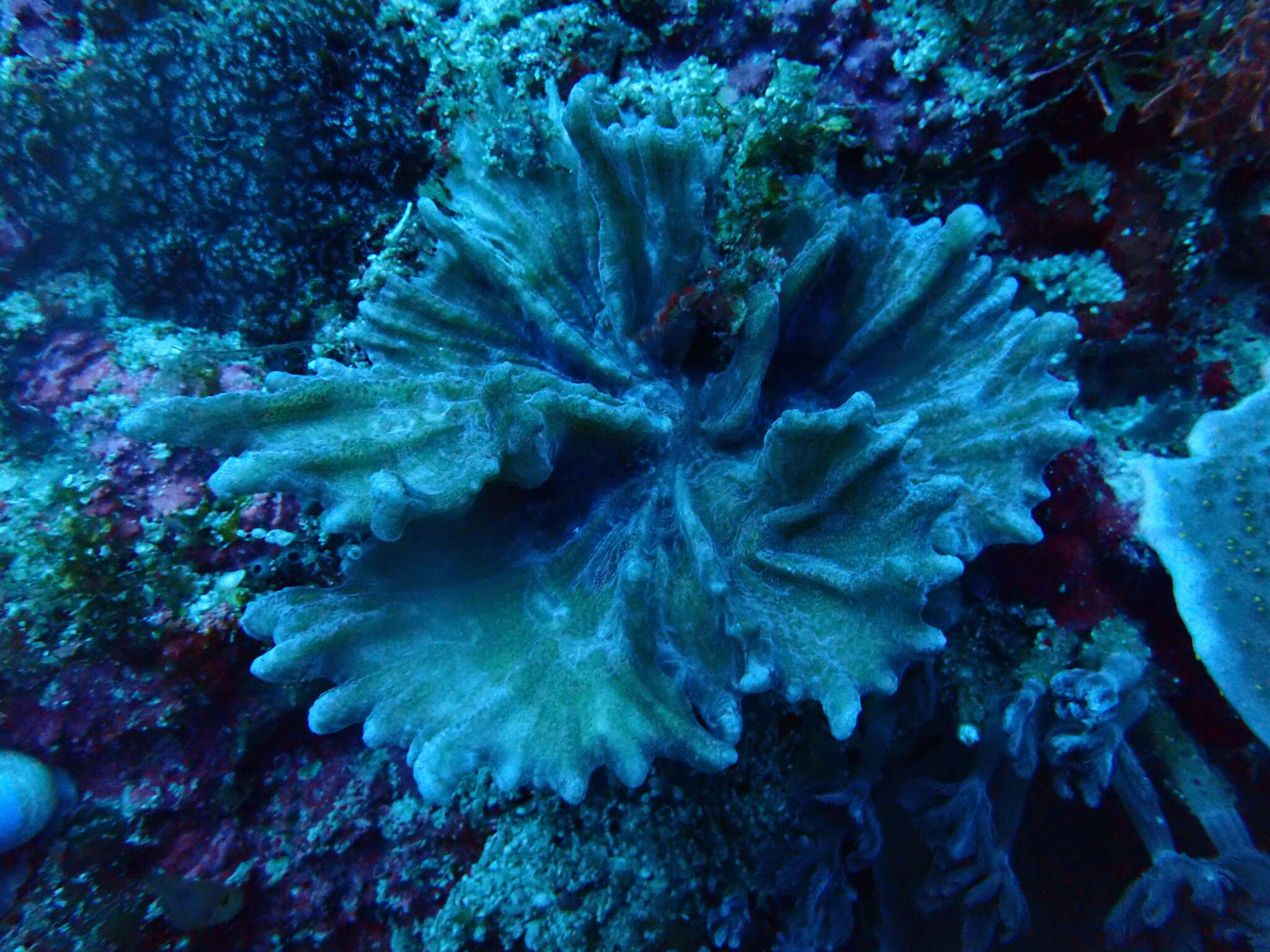 Image of Palm Lettuce Coral