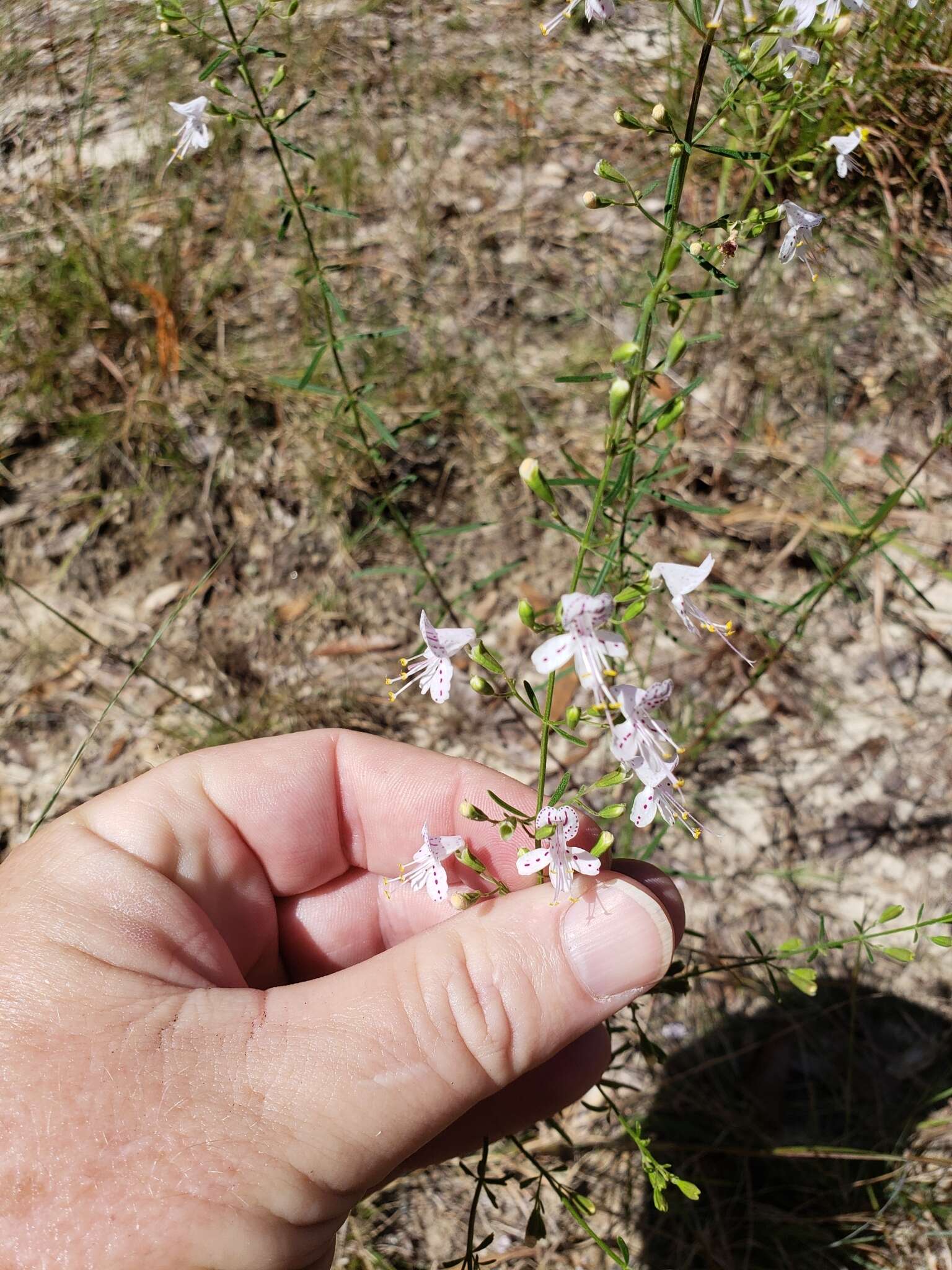 Dicerandra fumella Huck的圖片