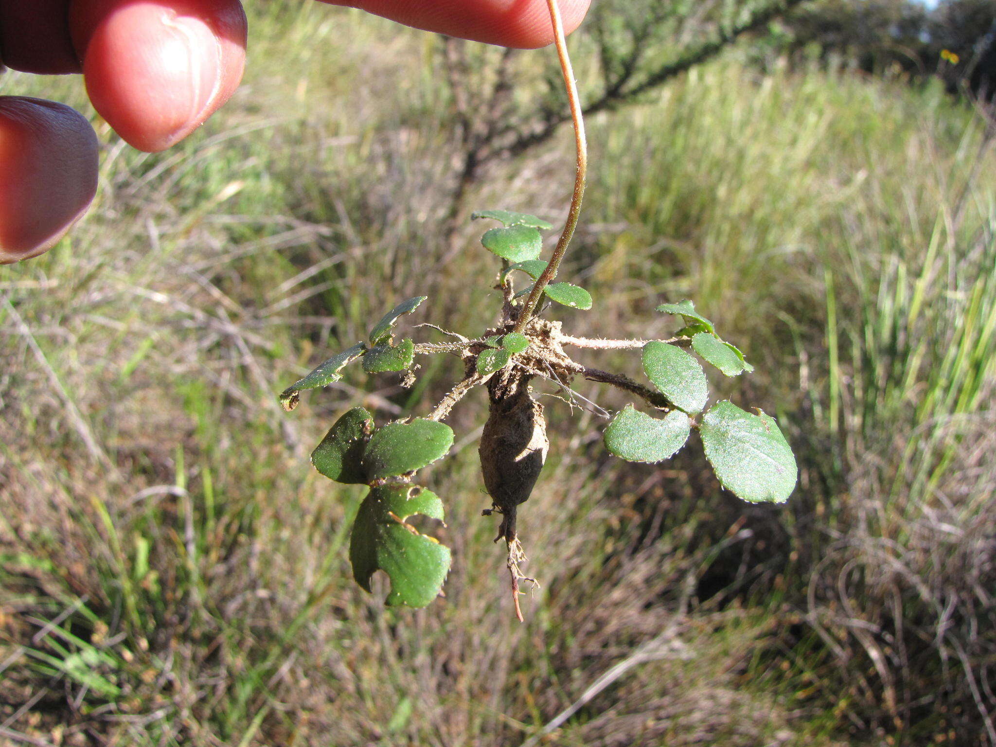 Image of Pelargonium chelidonium (Houtt.) DC.